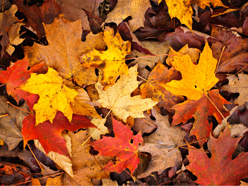Fall Leaves